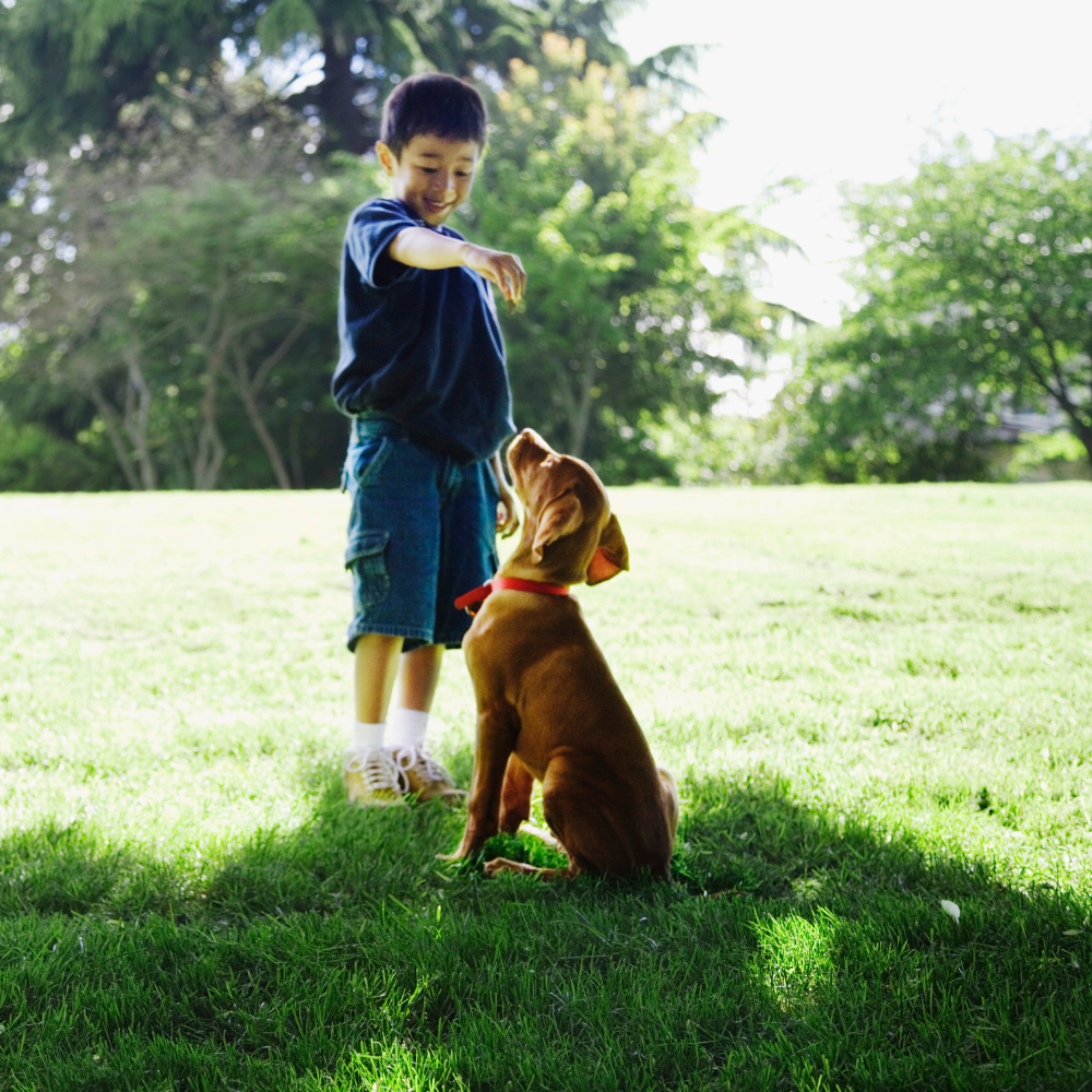 meridian idaho dog trainers